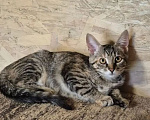 Кошки в Москве: Котенок Ася ждет свою семью Девочка, Бесплатно - фото 1