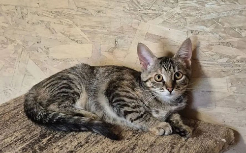 Котенок Ася ждет свою семью