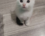 Кошки в Ижевске: Котята 2 месяца Разнополые, 1 500 руб. - фото 1