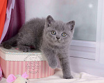 Кошки в Мурином: Британский котик голубого окраса   Мальчик, 30 000 руб. - фото 3