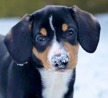 Щенки энтлебухера зенненхунда в Москве 