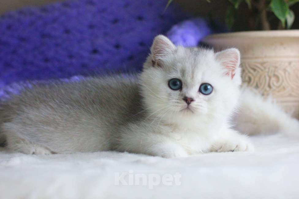 Кошки в Москве: Красивый мальчик серебристая шиншилла Мальчик, 70 000 руб. - фото 1