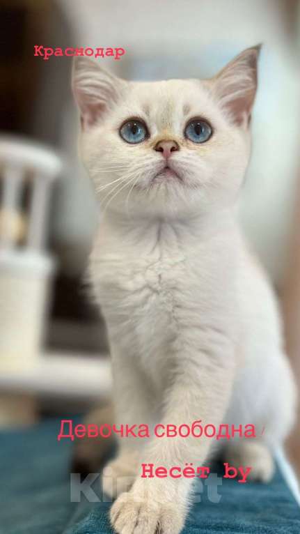Кошки в Москве: Шотландская прямоухая кошка Девочка, 15 000 руб. - фото 3