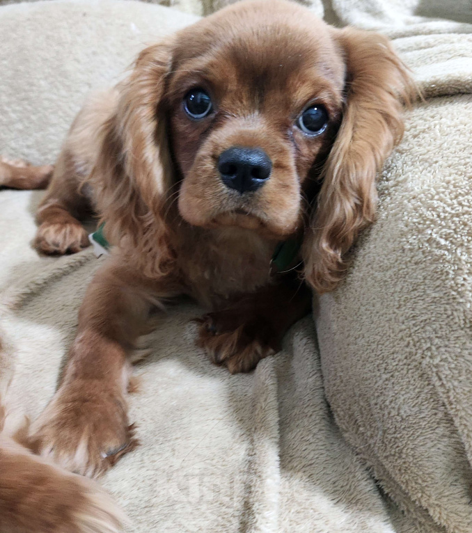 Собаки в Москве: Щенки Кавалер Кинг Чарльз спаниель Мальчик, 80 000 руб. - фото 3