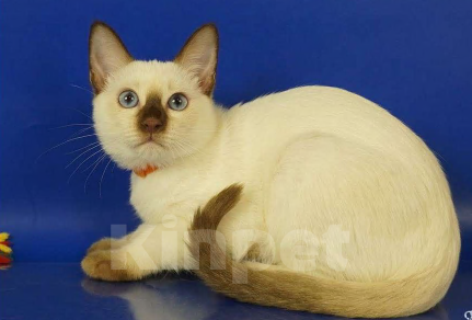 Кошки в Москве: Lika Gamlet Девочка, 60 000 руб. - фото 5