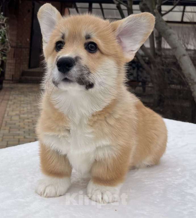 Собаки в Краснодаре: Щенки корги Девочка, 75 000 руб. - фото 1