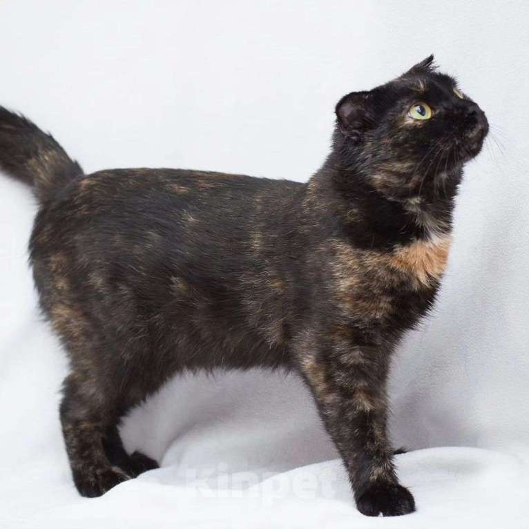 Кошки в Москве: Породистую кошечку выкинули Девочка, Бесплатно - фото 3