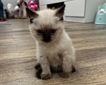 Кошки в Москве: Котёнок Гав  Девочка, Бесплатно - фото 6