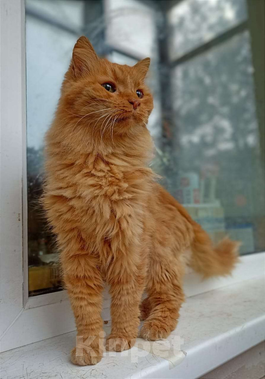 Кошки в Мурином: Рыжая кошка Фунтя Девочка, Бесплатно - фото 1