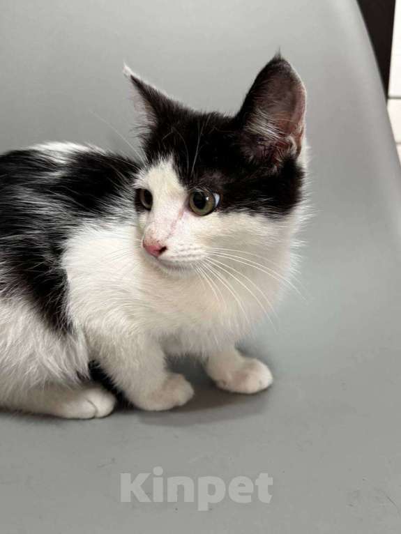 Кошки в Санкт-Петербурге: Котенок 3 месяца ищет дом Мальчик, Бесплатно - фото 6