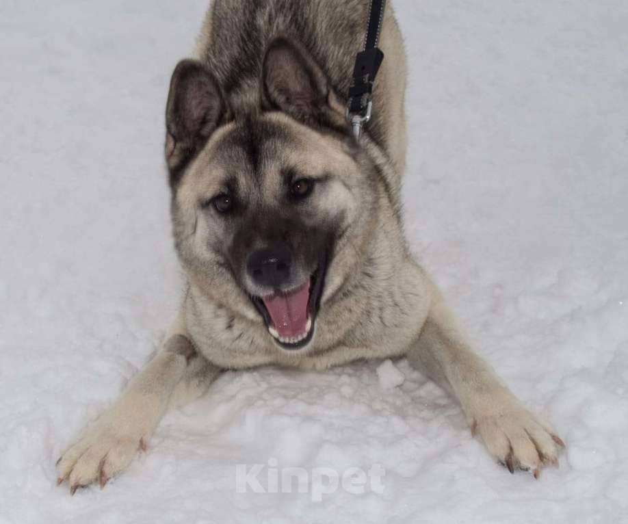 Собаки в Москве: Акита Лиза в добрые руки Девочка, 1 руб. - фото 2