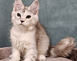 Кошки в Мытищах: Котёнок Мейн-кун Девочка, 40 000 руб. - фото 8