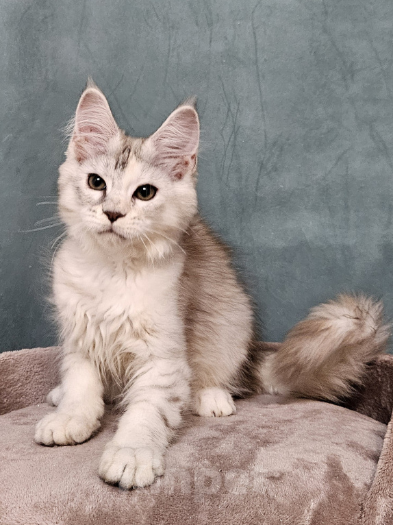 Кошки в Мытищах: Котёнок Мейн-кун Девочка, 40 000 руб. - фото 8