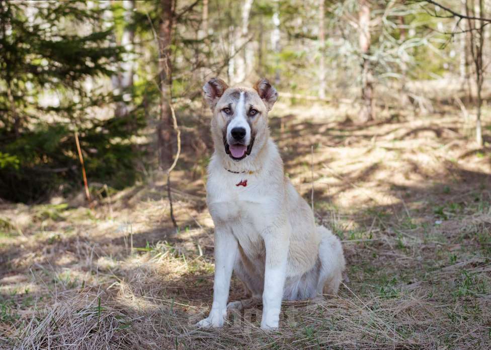 Собаки в Москве: Супер-пёс в добрые руки Мальчик, Бесплатно - фото 5