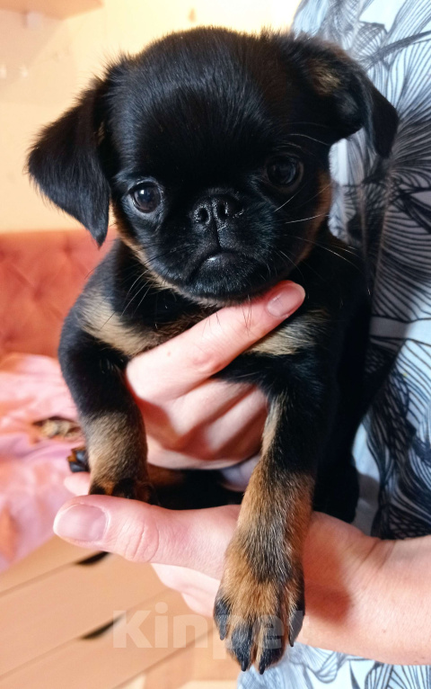 Собаки в Москве: Черно-подпалая девочка  Девочка, 55 000 руб. - фото 4