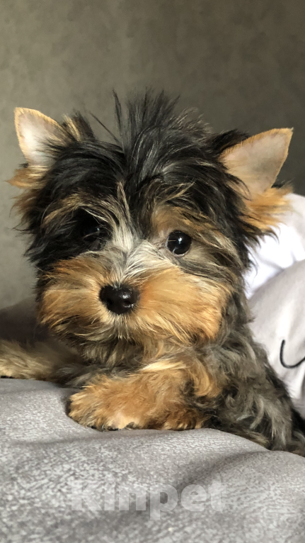 Собаки в Курске: Мини девочка Девочка, 20 000 руб. - фото 2