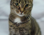 Кошки в Усинске: Кошка, Бесплатно - фото 2