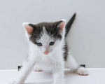 Кошки в Москве: 2 очаровательных котенка в дар, Бесплатно - фото 1