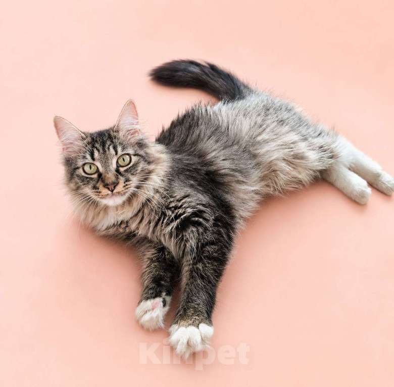Кошки в Москве: Котенок 6-7 месяцев в поиске дома Девочка, Бесплатно - фото 4