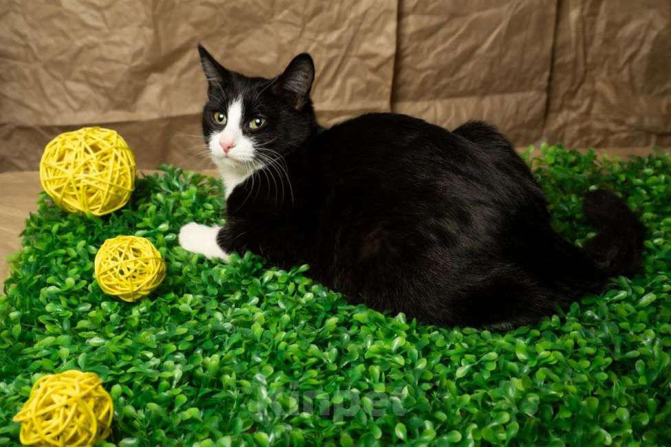 Кошки в других городах Московской области: Девочка, примерно 7 мес Девочка, Бесплатно - фото 8