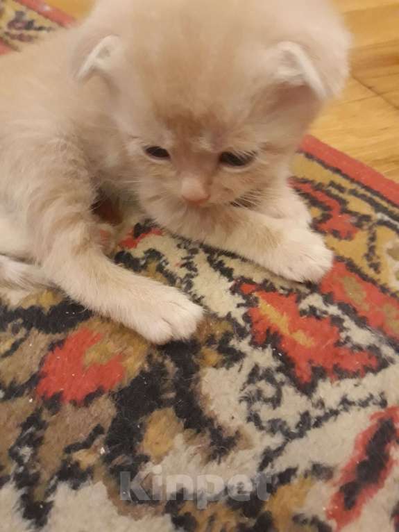 Кошки в Москве: Продаю вислоухих шотландских котят, 2 мес, приучены к лотку Мальчик, 4 000 руб. - фото 2