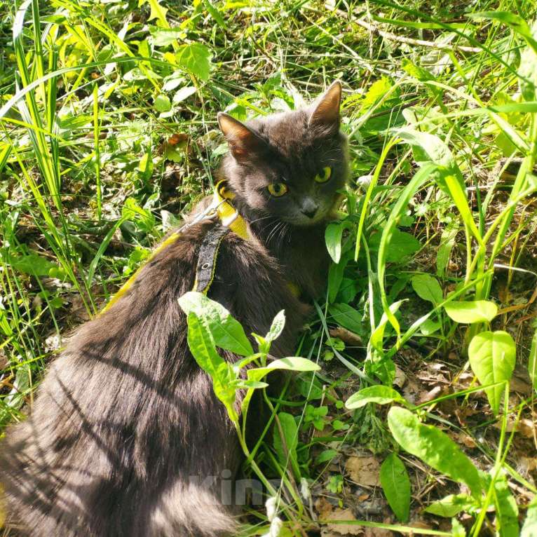 Кошки в Рязани: Кошка Аделаида ищет любящую семью Девочка, Бесплатно - фото 1