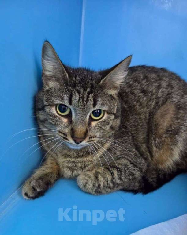 Кошки в Москве: Кошечка-подросток Шани ждет своих людей с замиранием сердца ❤️‍🩹 Девочка, Бесплатно - фото 2