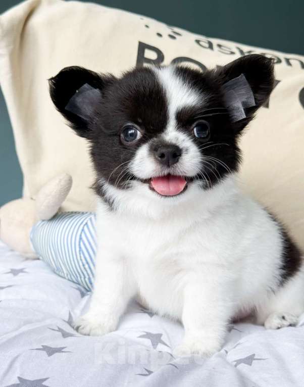 Собаки в Москве: Красавчик мальчик  Мальчик, 50 000 руб. - фото 6