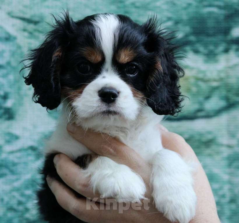 Собаки в Челябинске: продам щенка кавалер кинг чарльз спаниель Мальчик, 80 000 руб. - фото 3