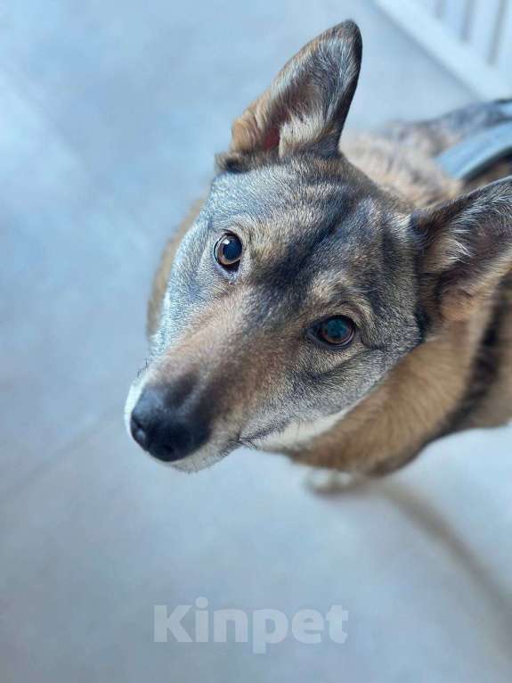 Собаки в Москве: Булка в добрые руки Девочка, Бесплатно - фото 1