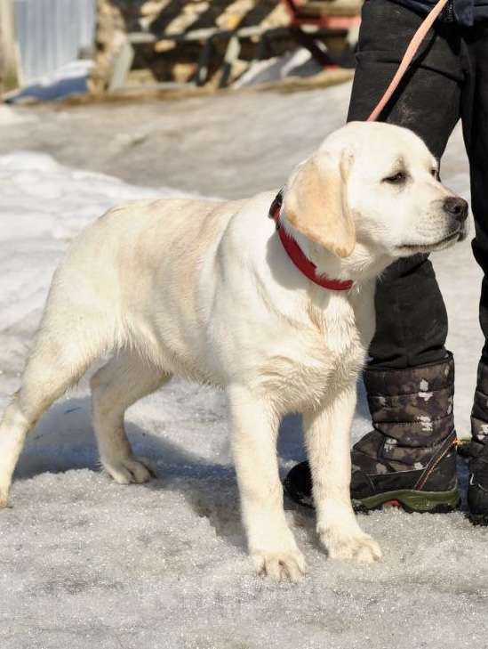 Собаки в Задонске: Девочка Лабрадора Девочка, 65 000 руб. - фото 6