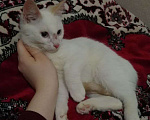Кошки в Вологде: Котёнок  Мальчик, Бесплатно - фото 1