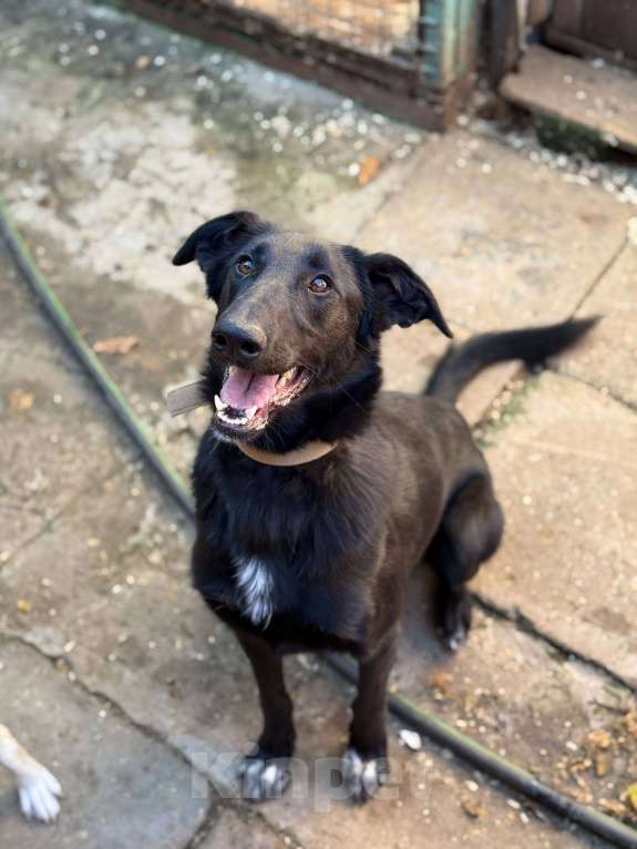 Собаки в Москве: Клякса Девочка, Бесплатно - фото 7