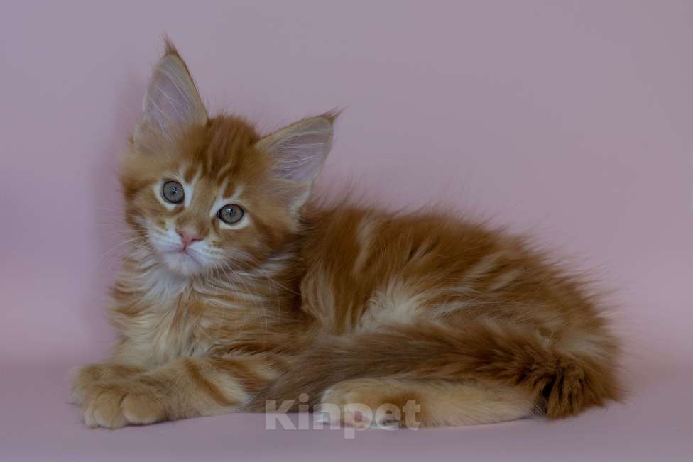 Кошки в Красноярске: Котята Мейн Кун Разнополые, 50 000 руб. - фото 10
