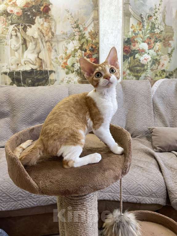 Кошки в Москве: Котенок девон-рекс Девочка, 55 000 руб. - фото 3