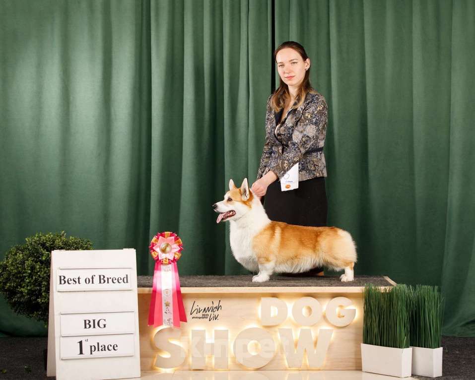 Собаки в Калуге: Малыш вельш корги пемброк Мальчик, Бесплатно - фото 3