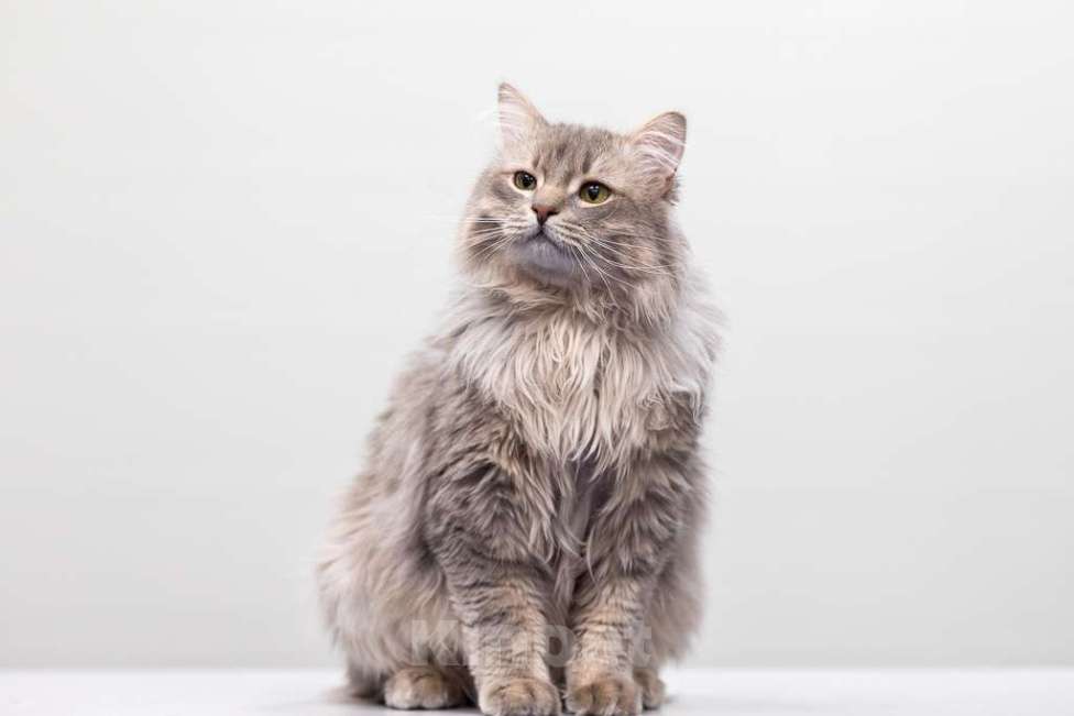 Кошки в Москве: кот Дракула в добрые руки Мальчик, Бесплатно - фото 3