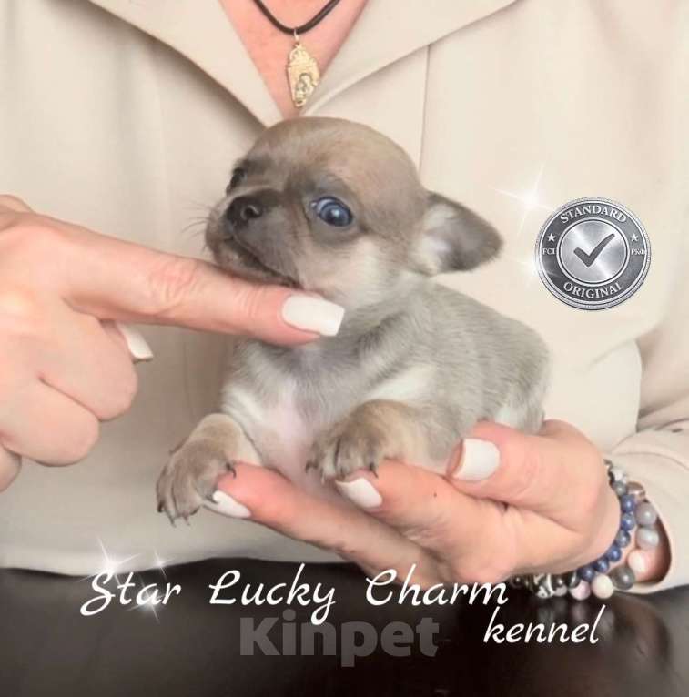 Собаки в Сочи: Девочка чихуахуа Девочка, Бесплатно - фото 1