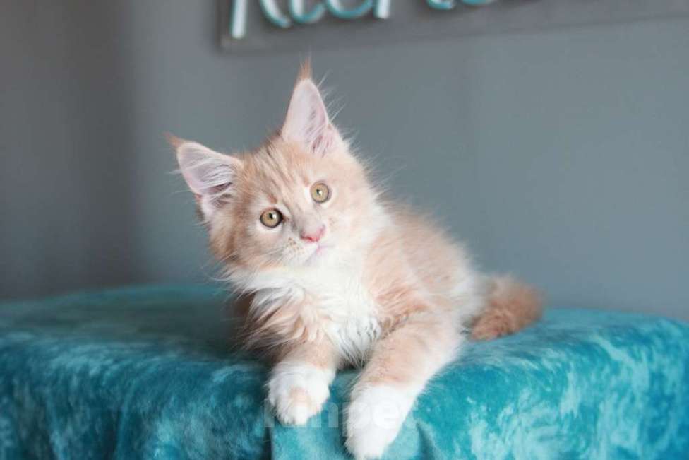 Кошки в Екатеринбурге: У всех хорошие,  а у нас лучшие. Котята мейн-кун Девочка, 15 000 руб. - фото 7