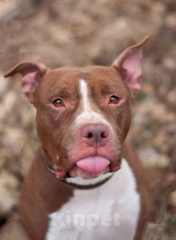Собаки в Москве: Молодой питбуль шоколадного окраса Кахвэ в добрые руки Девочка, Бесплатно - фото 4