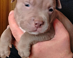 Собаки в Кинели: Американский булли Классик⬆️XL⬇️ Мальчик, Бесплатно - фото 2