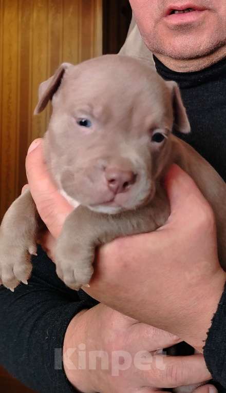 Собаки в Кинели: Американский булли Классик⬆️XL⬇️ Мальчик, Бесплатно - фото 2