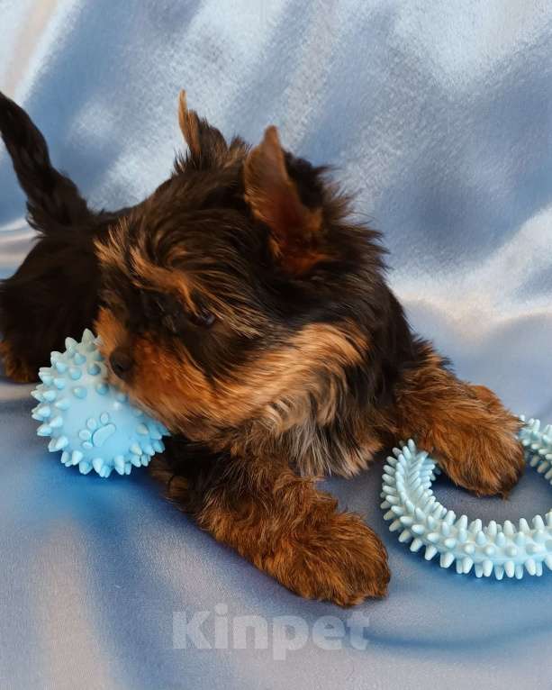 Собаки в Санкт-Петербурге: Щенок йоркширского терьера.  Мальчик, 50 000 руб. - фото 5