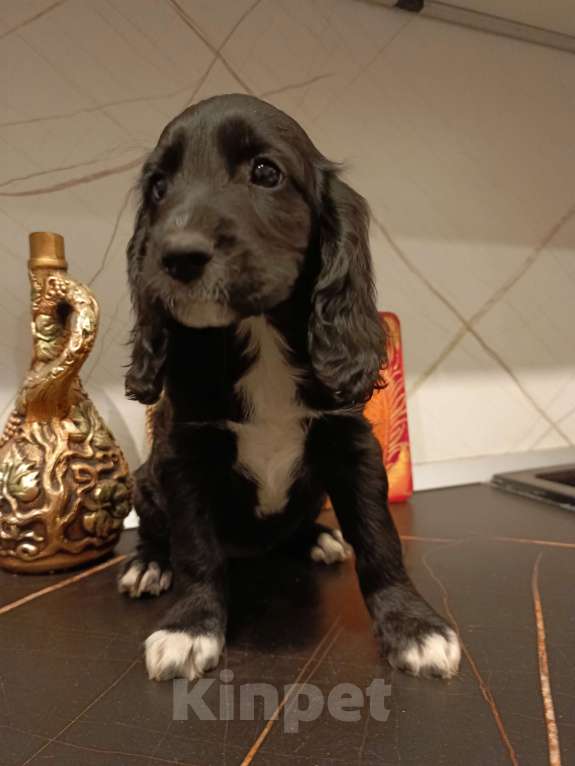 Собаки в Москве: Девочка 1 Девочка, 20 000 руб. - фото 3