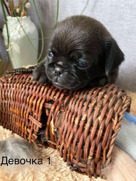 Собаки в Москве: Девочка пти брабансона Девочка, 60 000 руб. - фото 3