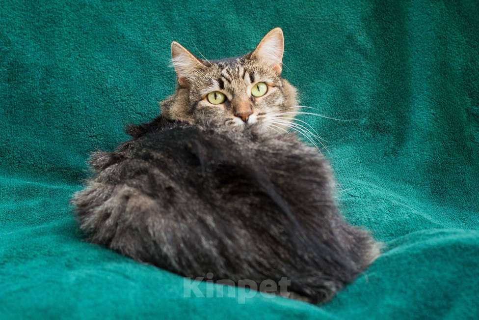 Кошки в Москве: Ищем самую-самую семью Девочка, Бесплатно - фото 4