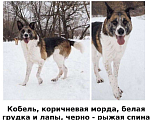 Собаки в Москве: Москва, ВАО, пропала собака! Мальчик, Бесплатно - фото 1