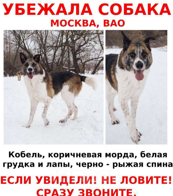 Собаки в Москве: Москва, ВАО, пропала собака! Мальчик, Бесплатно - фото 1