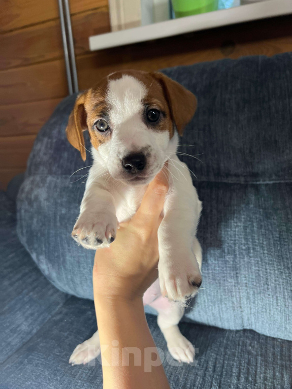 Собаки в Москве: Девочка 3 мес Бетти Девочка, Бесплатно - фото 3