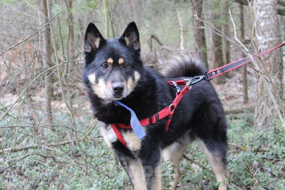 Собаки в Балашихе: классный парень Джейсон метис лайки ищет дом Мальчик, Бесплатно - фото 2